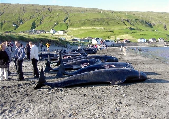 Baleias piloto-de-aleta-longa mortas em hvalba, Ilhas Faroe. Photo: Wikimedia/ Erik Christensen. CC BY-SA 3.0, https://commons.wikimedia.org/w/index.php?curid=100346
