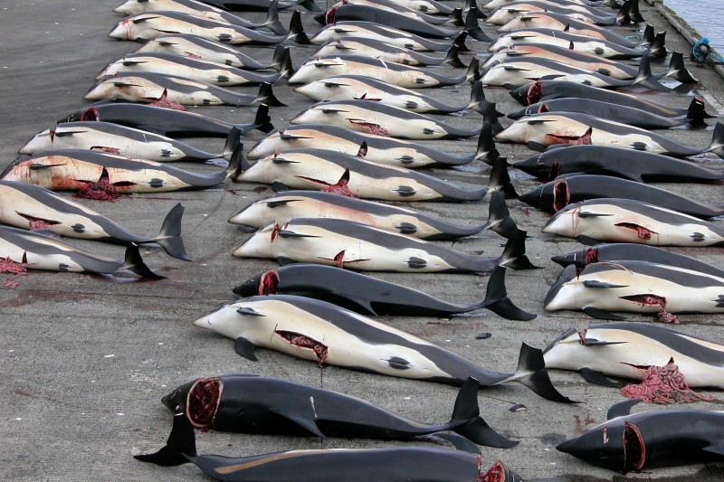 Caça à baleia. Golfinhos do Atlântico mortos na doca do porto de Hvalba (2006). Tal como as baleias, os golfinhos são caçados para fins alimentares. Foto: Erik Christensen CC BY-SA 3.0